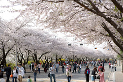 Tháng 4 du lịch Hàn Quốc với nhiều lễ hội hoa