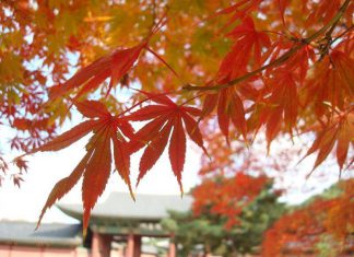 Những lí do nên đi du lịch Hàn Quốc vào mùa thu