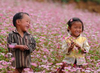 Những địa điểm “săn” hoa tam giác mạch với những bức hình cực “chất”