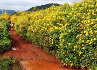 Hành trình khám phá du lịch Đà Lạt trọn vẹn trong dịp lễ 2/9