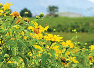 Hoa dã quỳ Đà Lạt nở vào tháng mấy đẹp nhất?