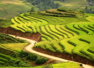 Những địa điểm ngắm ruộng bậc thang mùa lúa chín ở Sapa đẹp nhất