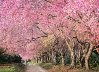 Tham quan nông trường Vũ Lăng – vườn hoa Anh Đào đẹp nhất Đài Loan