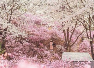 Top 5 điểm ngắm hoa Anh Đào đẹp mê ly tại Hàn Quốc