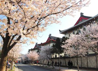 Hoa Anh Đào Trung Quốc và những điểm du lịch nổi tiếng