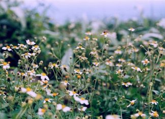 Hoa Xuyến Chi – Vẻ đẹp khiến du khách cứ mãi vấn vương Hoa Xuyến Chi - Vẻ đẹp khiến du khách cứ mãi vấn vương