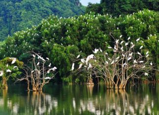 Ghé thăm vườn cò Tân Long – điểm du lịch sinh thái nổi tiếng Sóc Trăng
