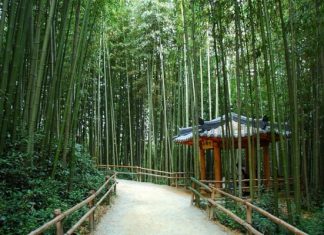 Rừng trúc Juknokwon – điểm check in không thể bỏ qua khi du lịch Hàn Quốc Rừng trúc Juknokwon - điểm check in không thể bỏ qua khi du lịch Hàn Quốc