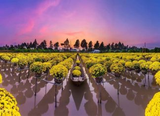 Top 10 địa điểm check-in Đồng Tháp thu hút đông đảo du khách tham quan Top 10 địa điểm check-in Đồng Tháp thu hút đông đảo du khách tham quan